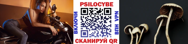наркотики Асино Галлюциногенные грибы Psilocybe